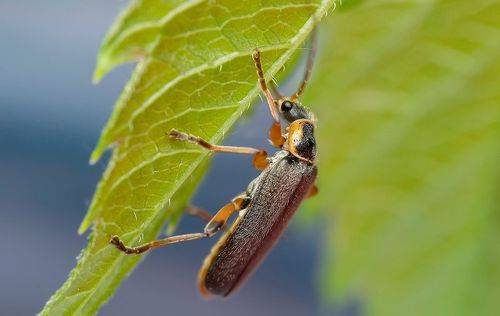 Мягкотелка бурая