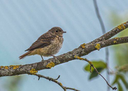 Впервые на ветке