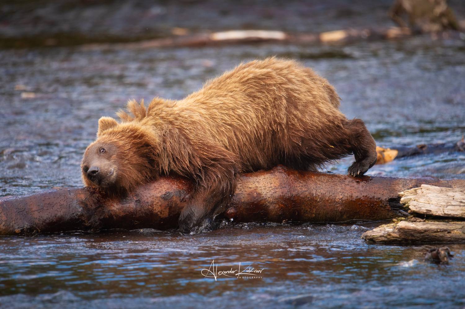 медведь, медвежонок, камчатка, Александр Кукринов