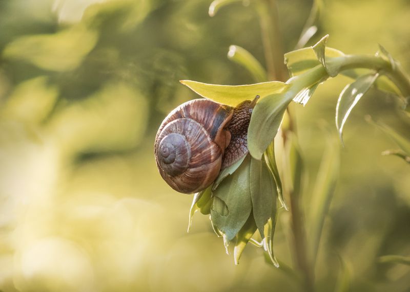 улитка, цветок, укрытие, snail, flower, macro, cover, Под прикрытием/ Under cover фото превью