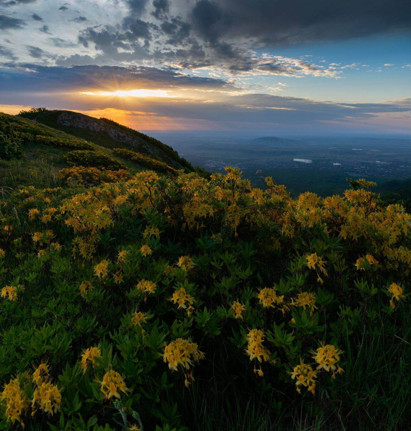 рассвет, азалия, ,пейзаж,  природа, кавказские минеральные воды, Елена Брежицкая