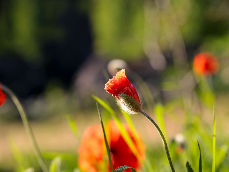 red; poppies; summer; sunset; nature; natural background; bokeh; multicolored background; photography; garden - red poppy bud in the summer sunset  фото превью