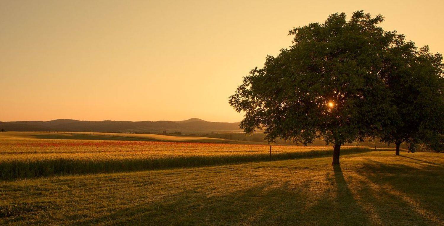 , Franti&scaron;ek Uhler