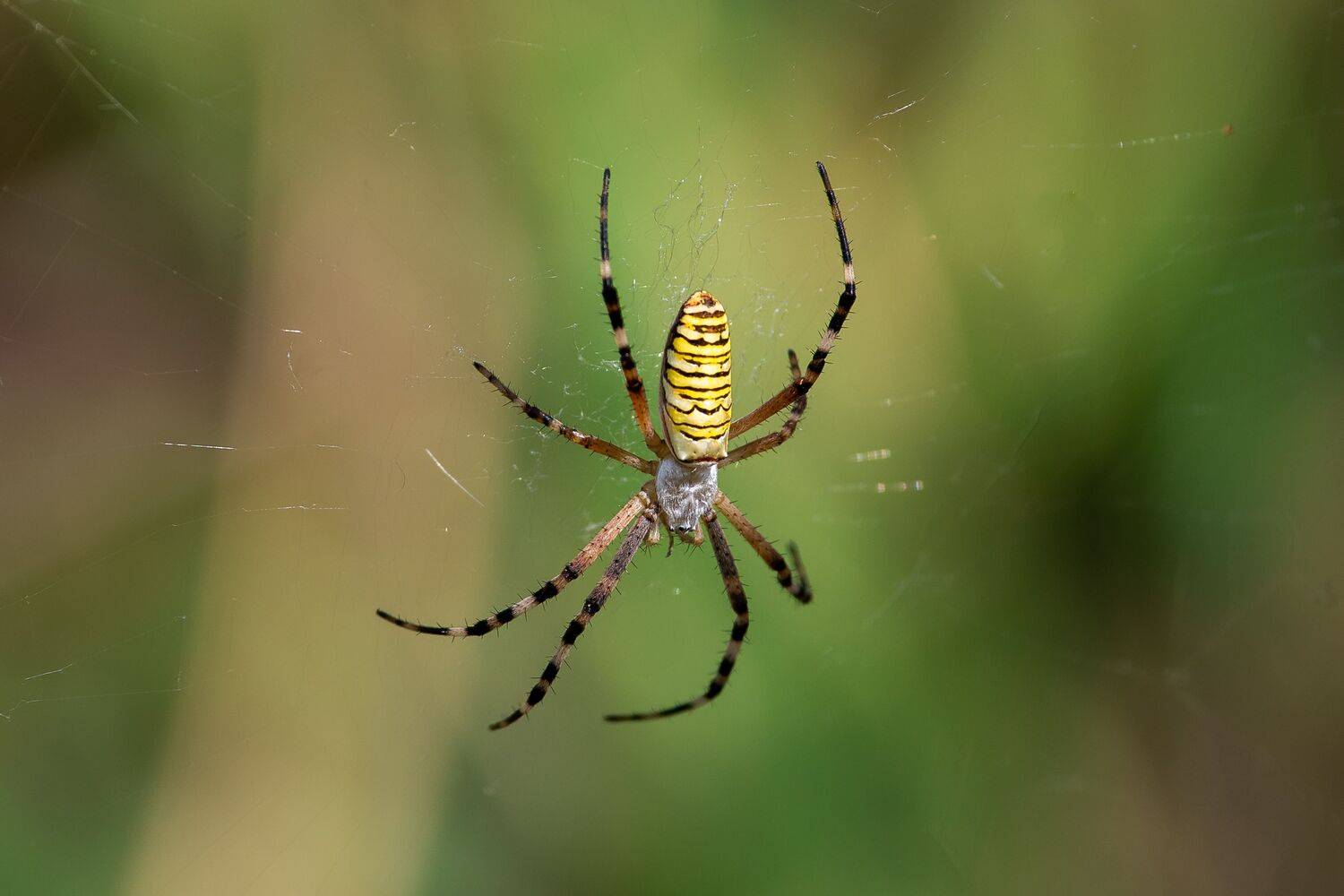 Argiope bruennichi, spyder, volgograd, russia, macro, , Сторчилов Павел
