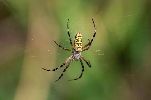 Argiope bruennichi