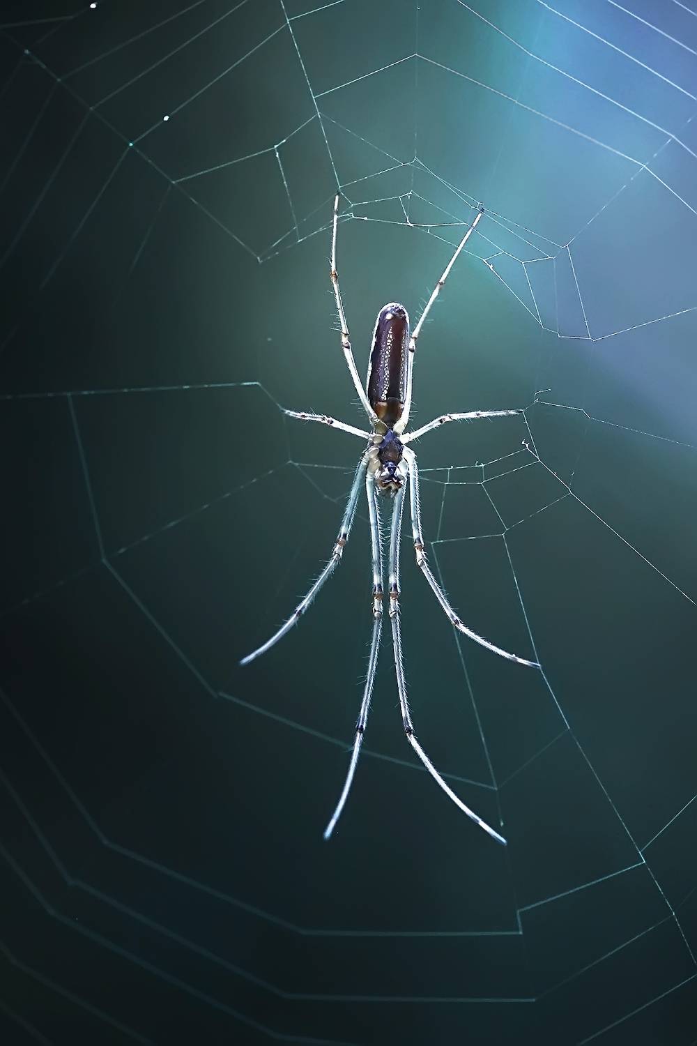 макро, паук, насекомое, паутина, лето, лес, Галина Горькавая