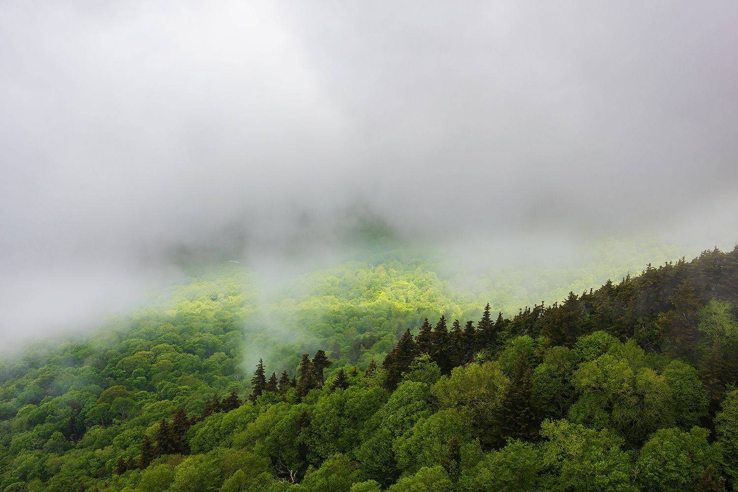 , Леонид Дьяченко