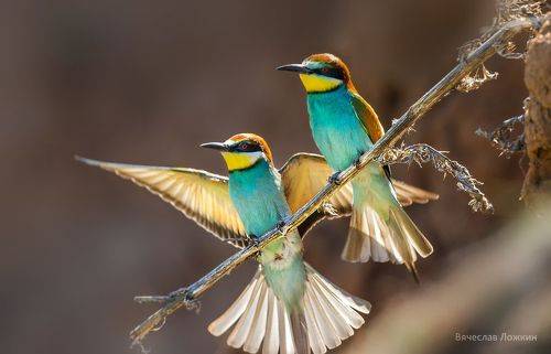 Птичий роман