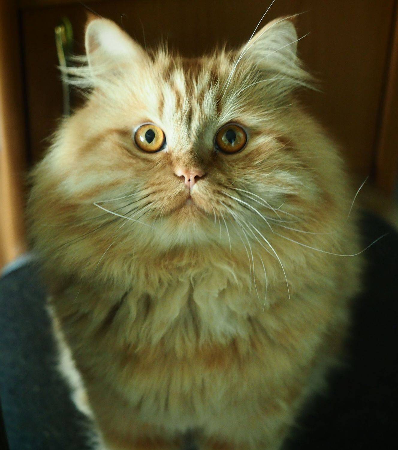 кот, коты, кошачьи, погладь меня, Чернышев Валерий