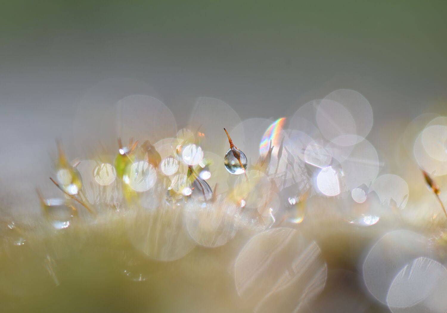 , Герчев Николай