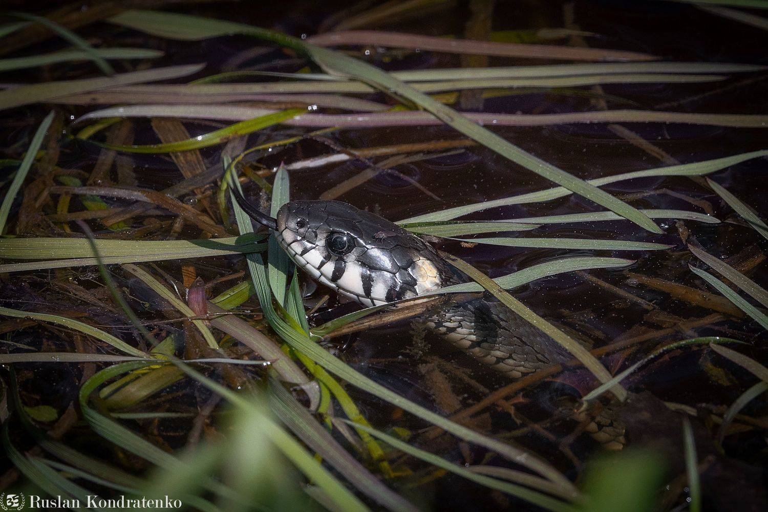 уж, Кондратенко Руслан
