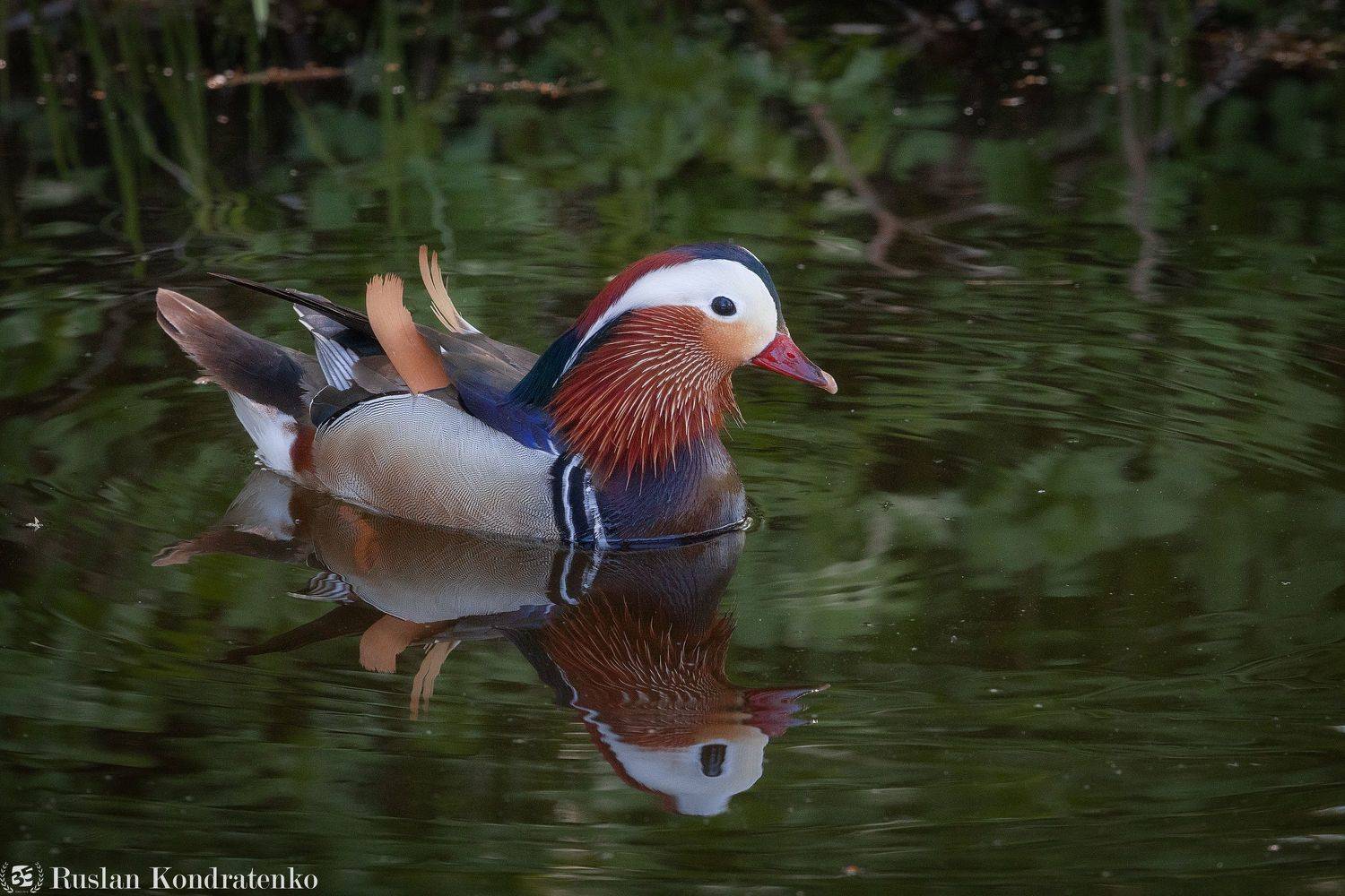 утка, мандаринка, утка мандаринка, Кондратенко Руслан