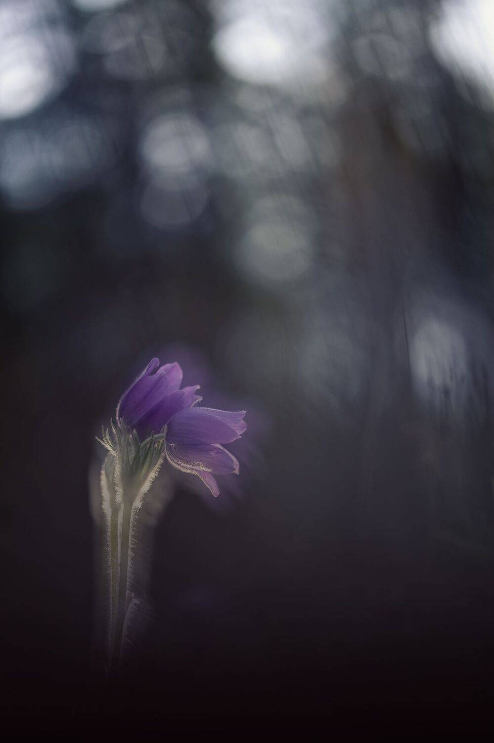 , Кузнецов Дмитрий