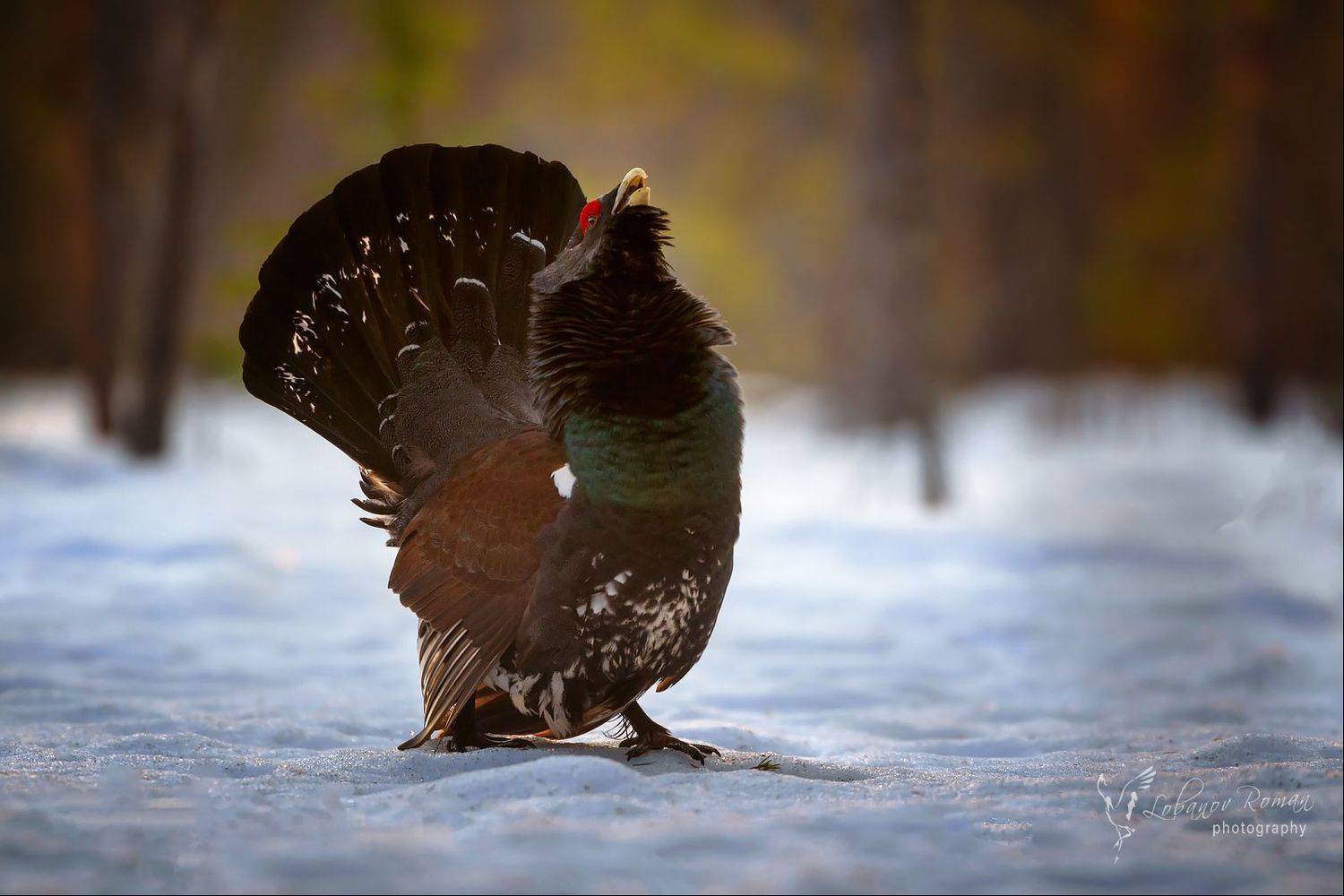 , Роман Лобанов