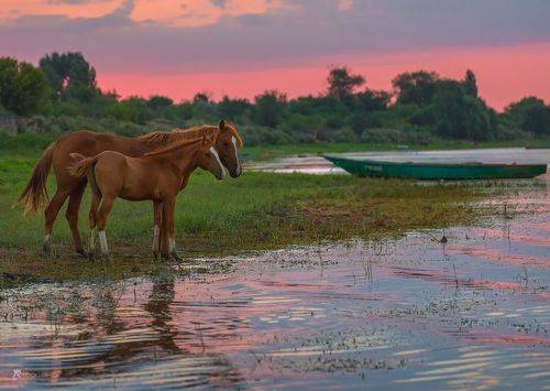 Лошади на Волге