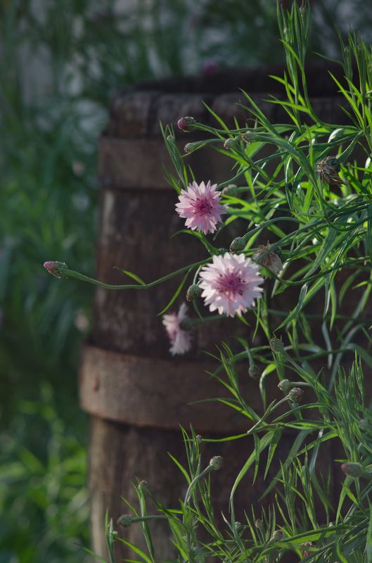 Васильки фото превью