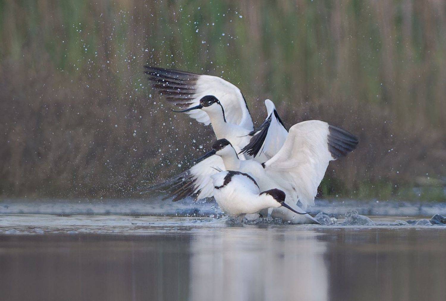 , Евгени Стефанов