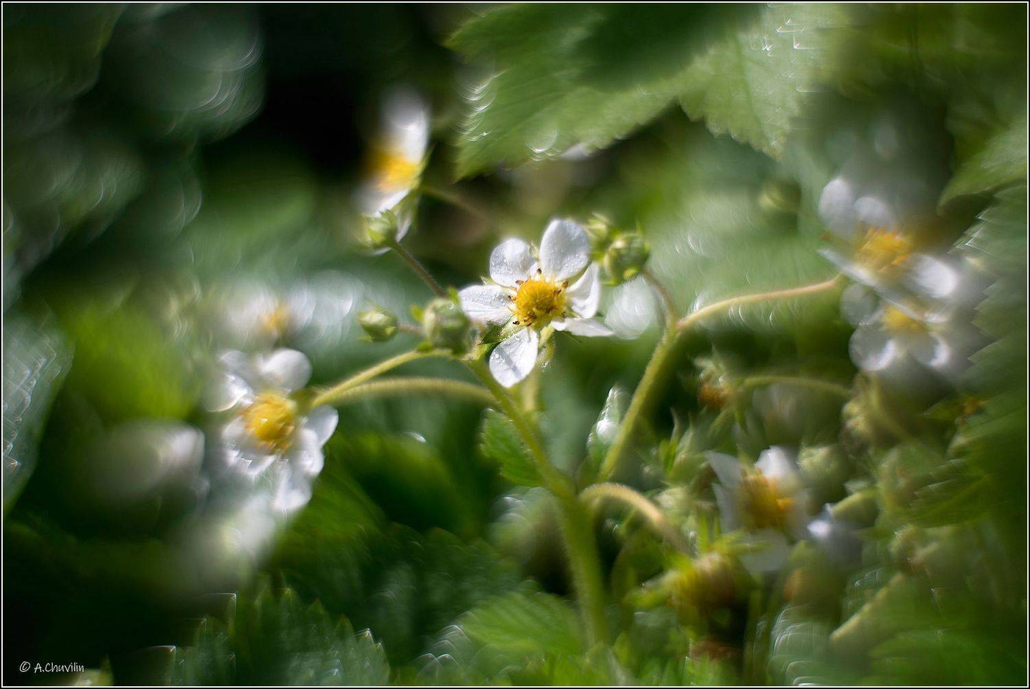 земляника,цветы,хоровод, Александр Чувилин