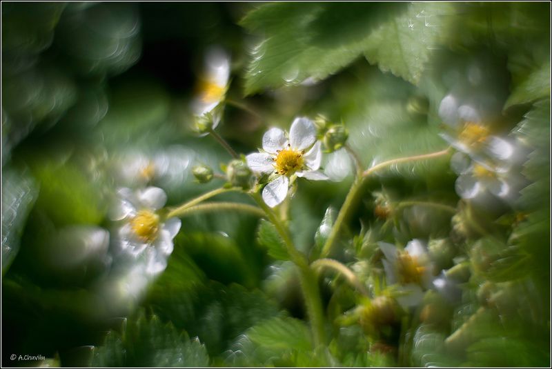 земляника,цветы,хоровод Земляничный хоровод фото превью