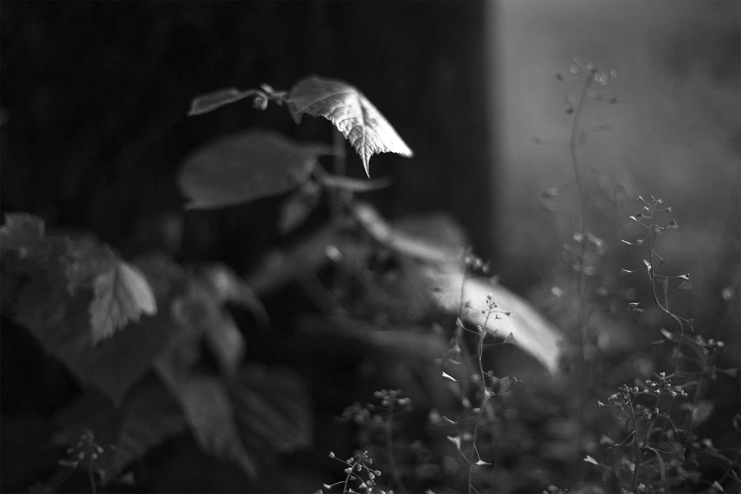 , Чудинин Дмитрий