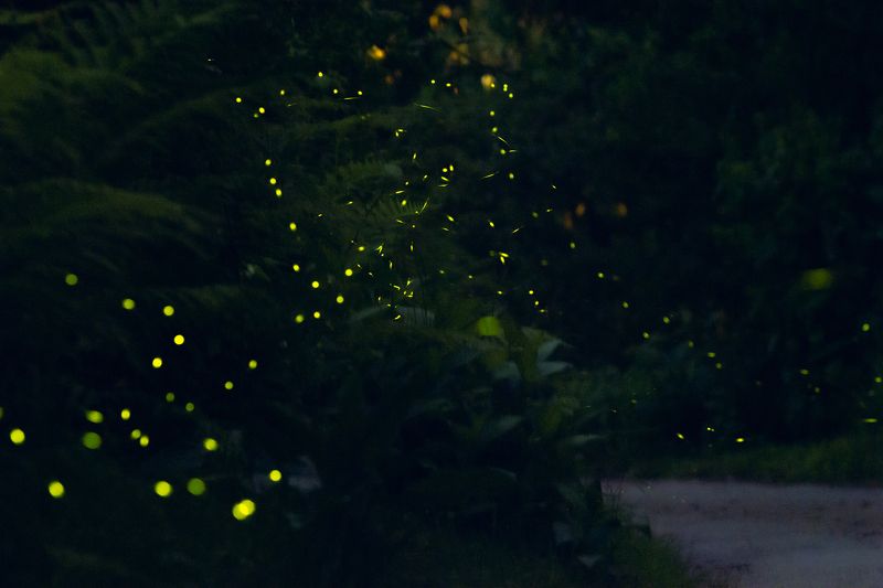 светлячки, кобулети, грузия, батуми, фотография, пейзаж, лес, ночь, сказка, романтика, магия, путешествия, canon, nigth, fairytale, travel,georgia, Сказочный лес фото превью