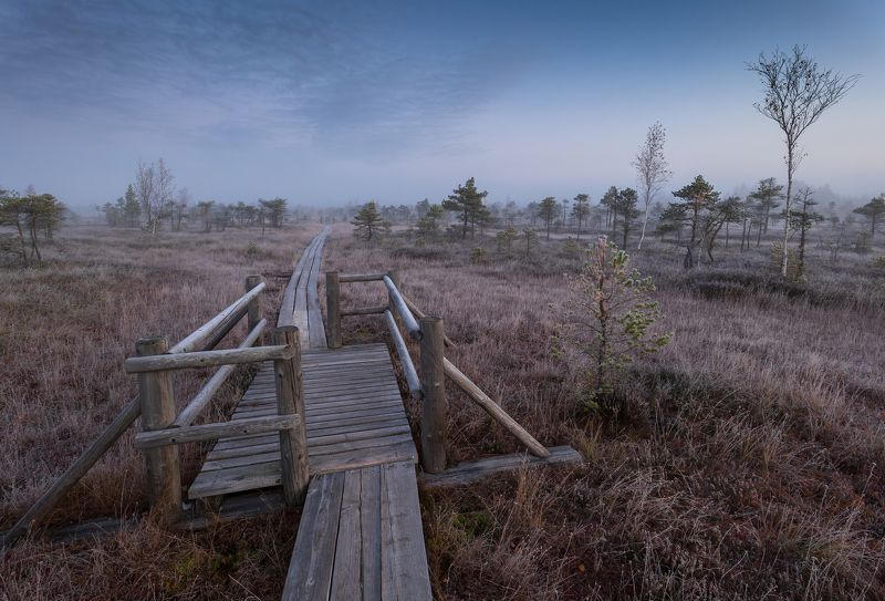 Утро на болоте. Сентябрь фото превью