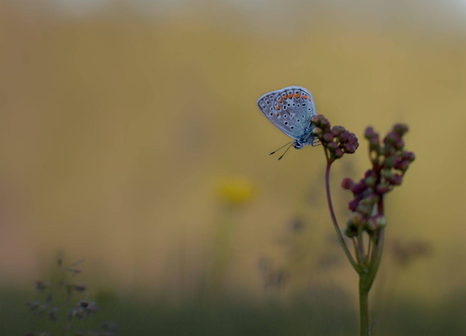 бабочка # лето # на закате,  Ольга