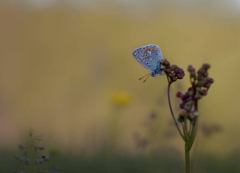 бабочка # лето # на закате *** фото превью