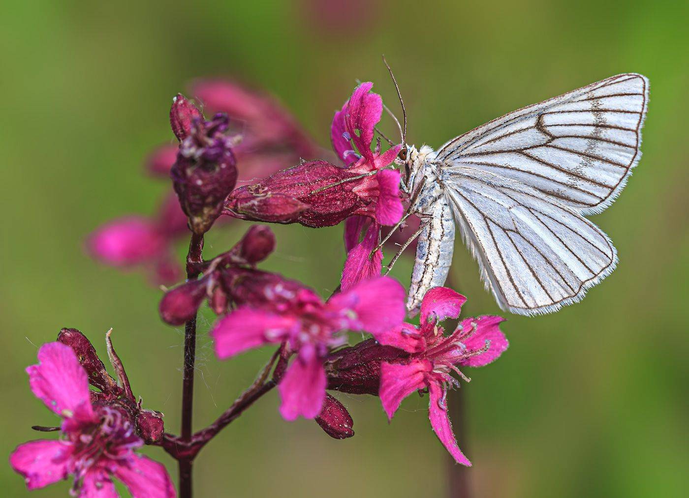 насекомые, бабочка, пяденица, линейчатая, белая, цветы, лето, Борис Новиков