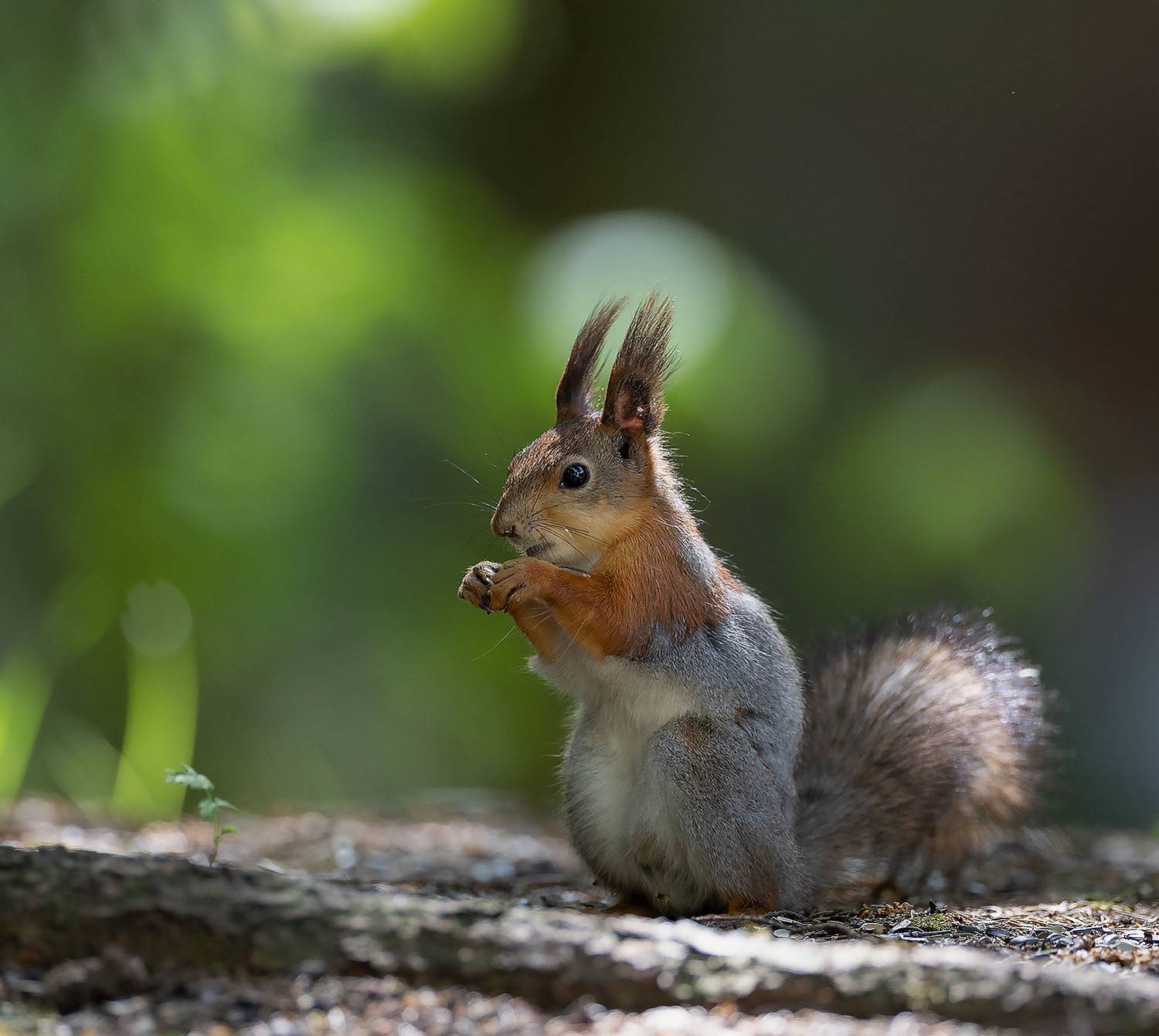 белка, красотка, лес,squirrel, beautiful, forest, nature, Стукалова Юлия