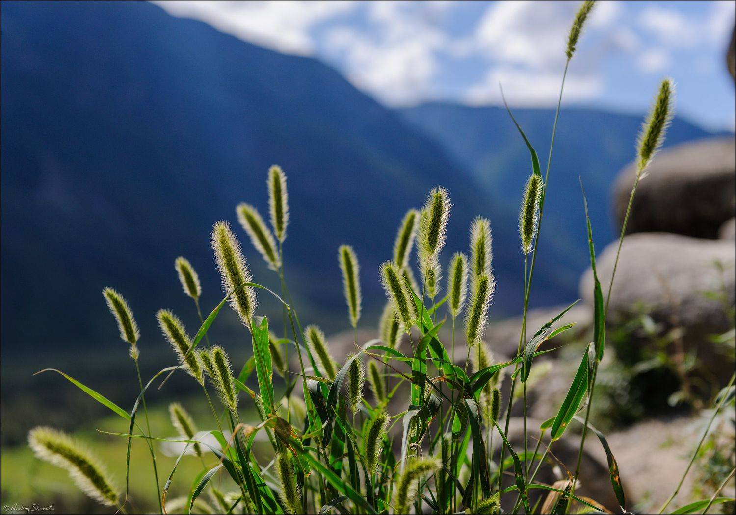 горный алтай, чулышман, Андрей Шумилин