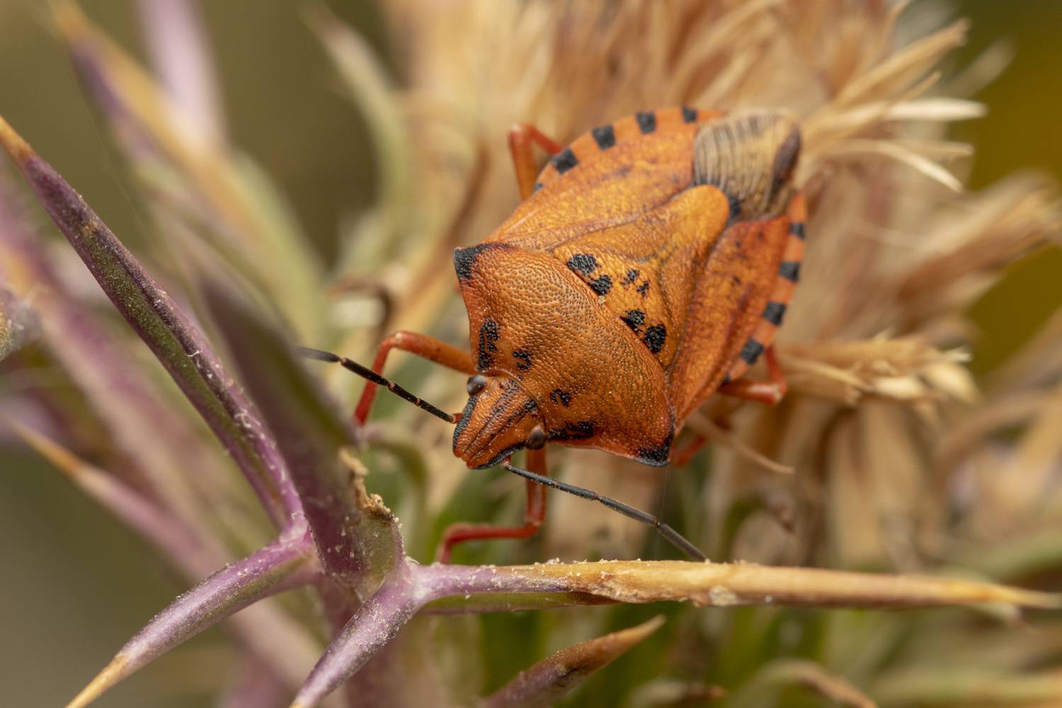 macro, insects, bugs, nature, close-up, Nikolay Tatarchuk