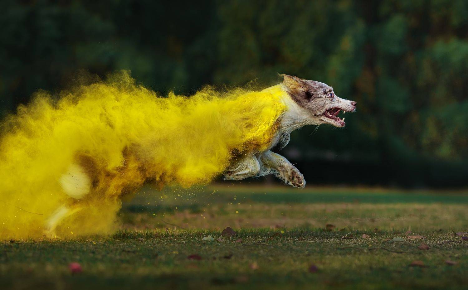 狗 宠物 动物 运动 , 宠物摄影师狗哥