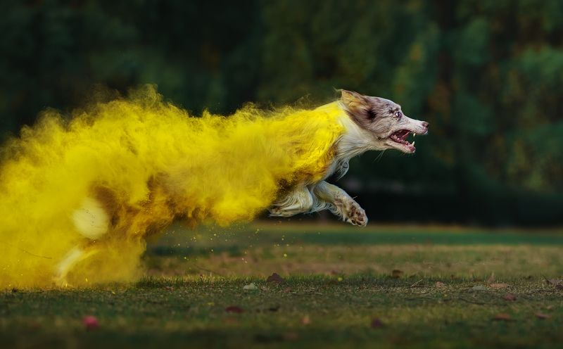 狗 宠物 动物 运动  冲刺 фото превью