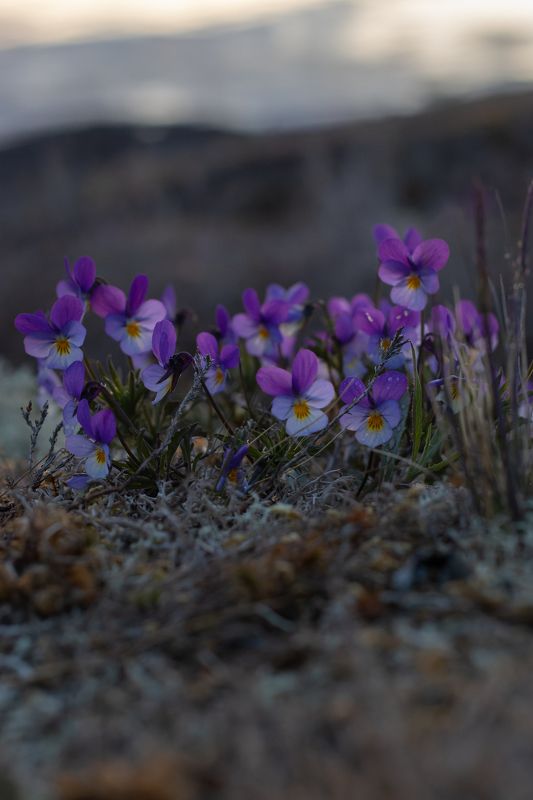 На рассвете фото превью