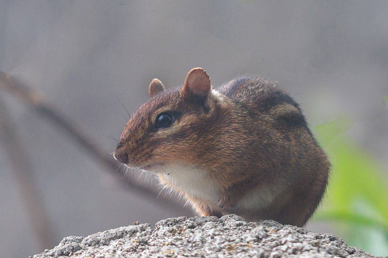 , Леонид Дьяченко