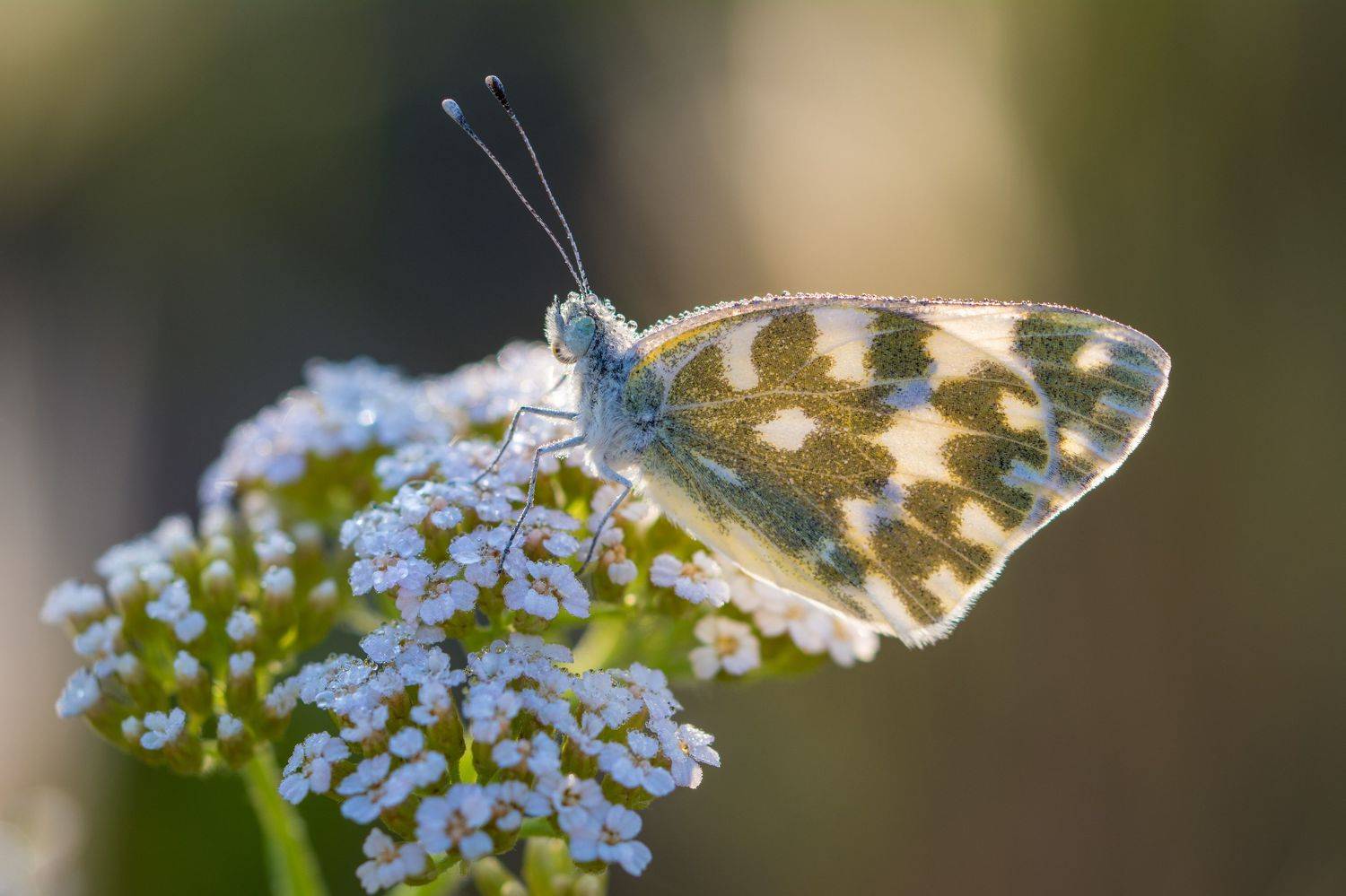, Антон Жирнов
