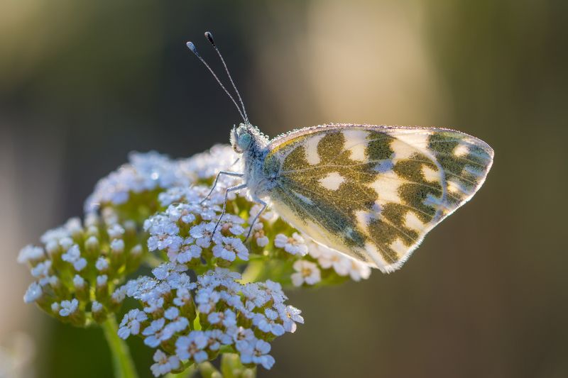 Встречая новый день фото превью