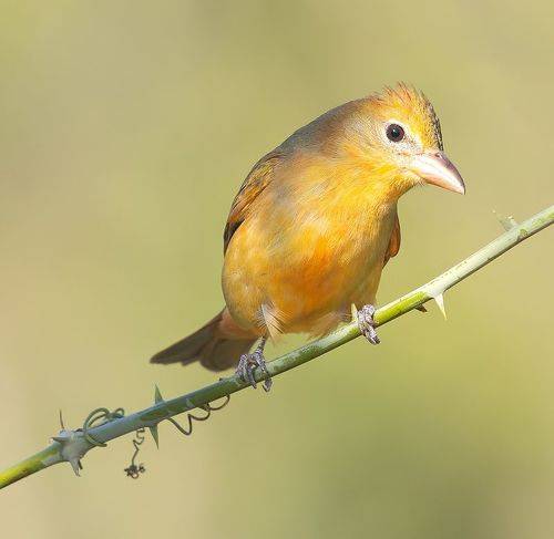 Summer tanager, female - Алая пиранга, самка