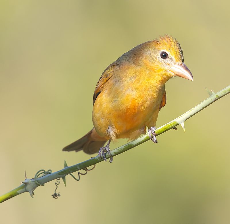 summer tanager, алая пиранга, cardinal,  весна Summer tanager, female - Алая пиранга, самка фото превью