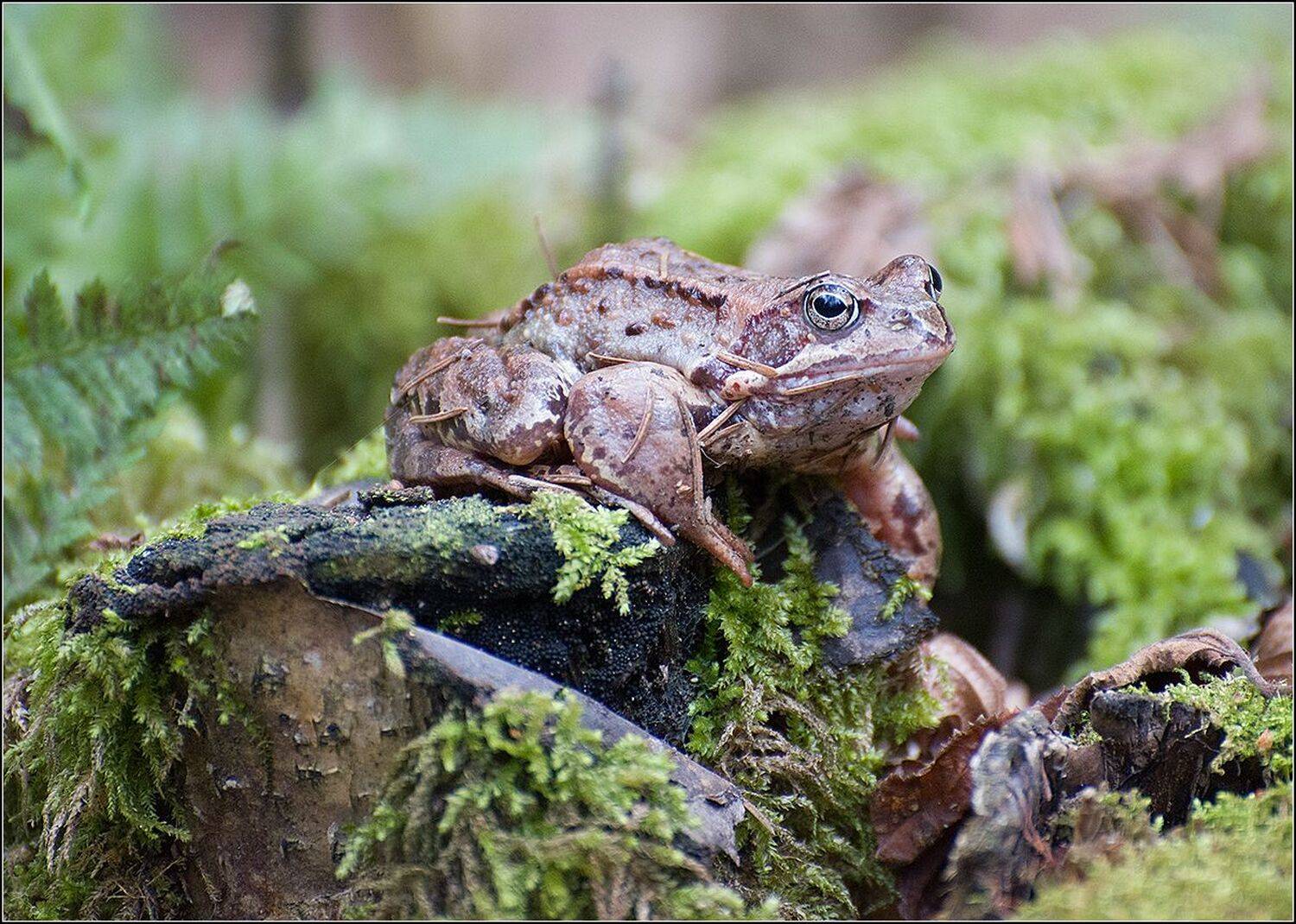 москва, лес, пруд, жаба, АНАТОЛИЙ ДОВЫДЕНКО