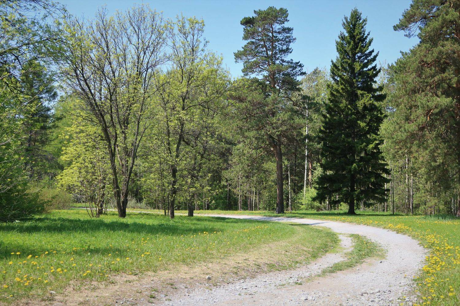 природа,весна,дорога,деревья, Козлова Галина