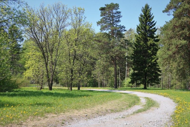 природа,весна,дорога,деревья Просто весна фото превью