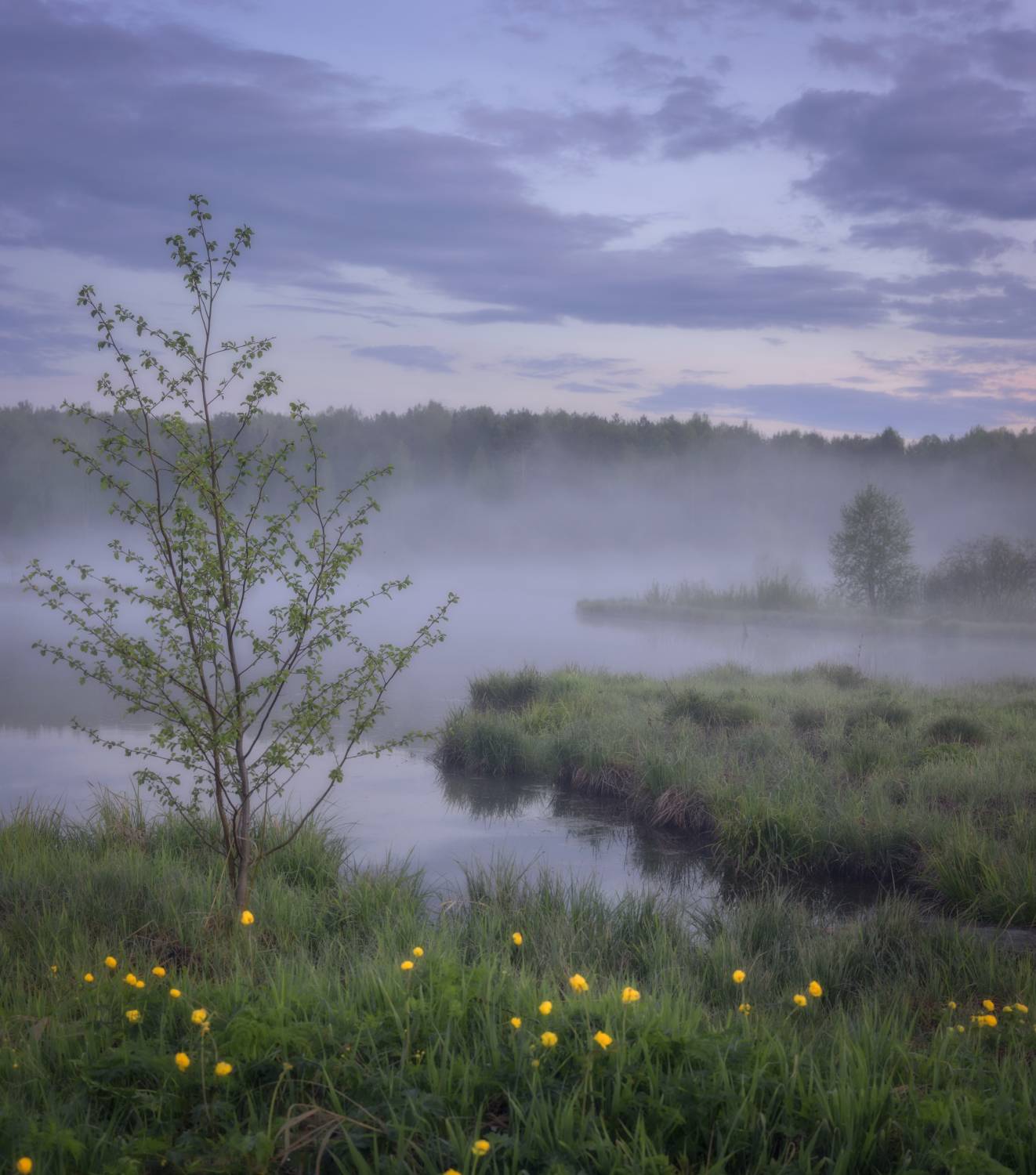 вечер туман купальницы река березка, Сергей Буторин