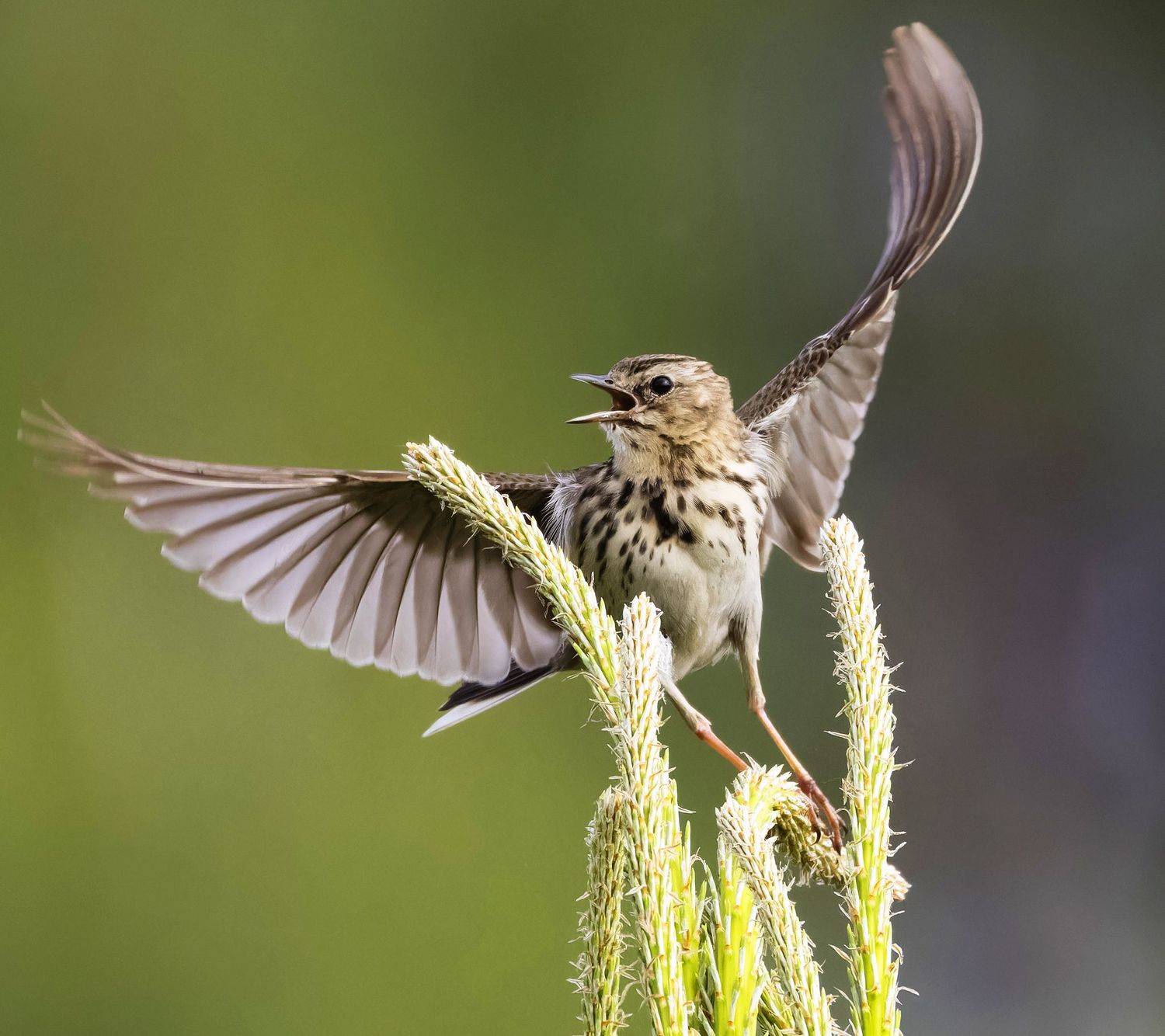 лесной конек, птицы, фото птиц, Александр Шипиленко