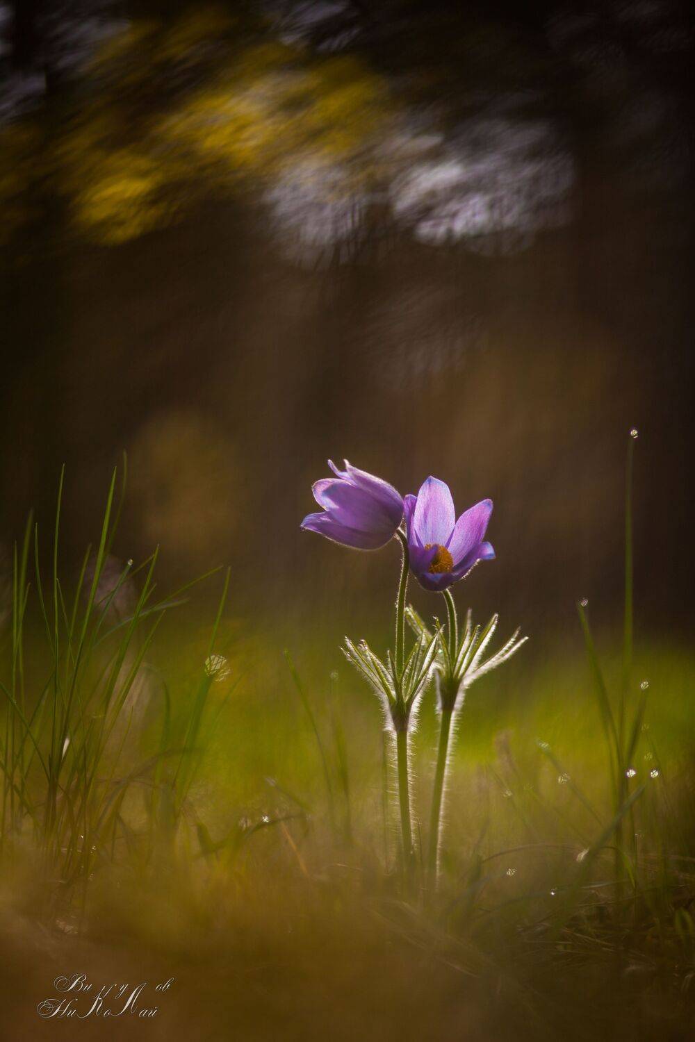 , Викулов Николай