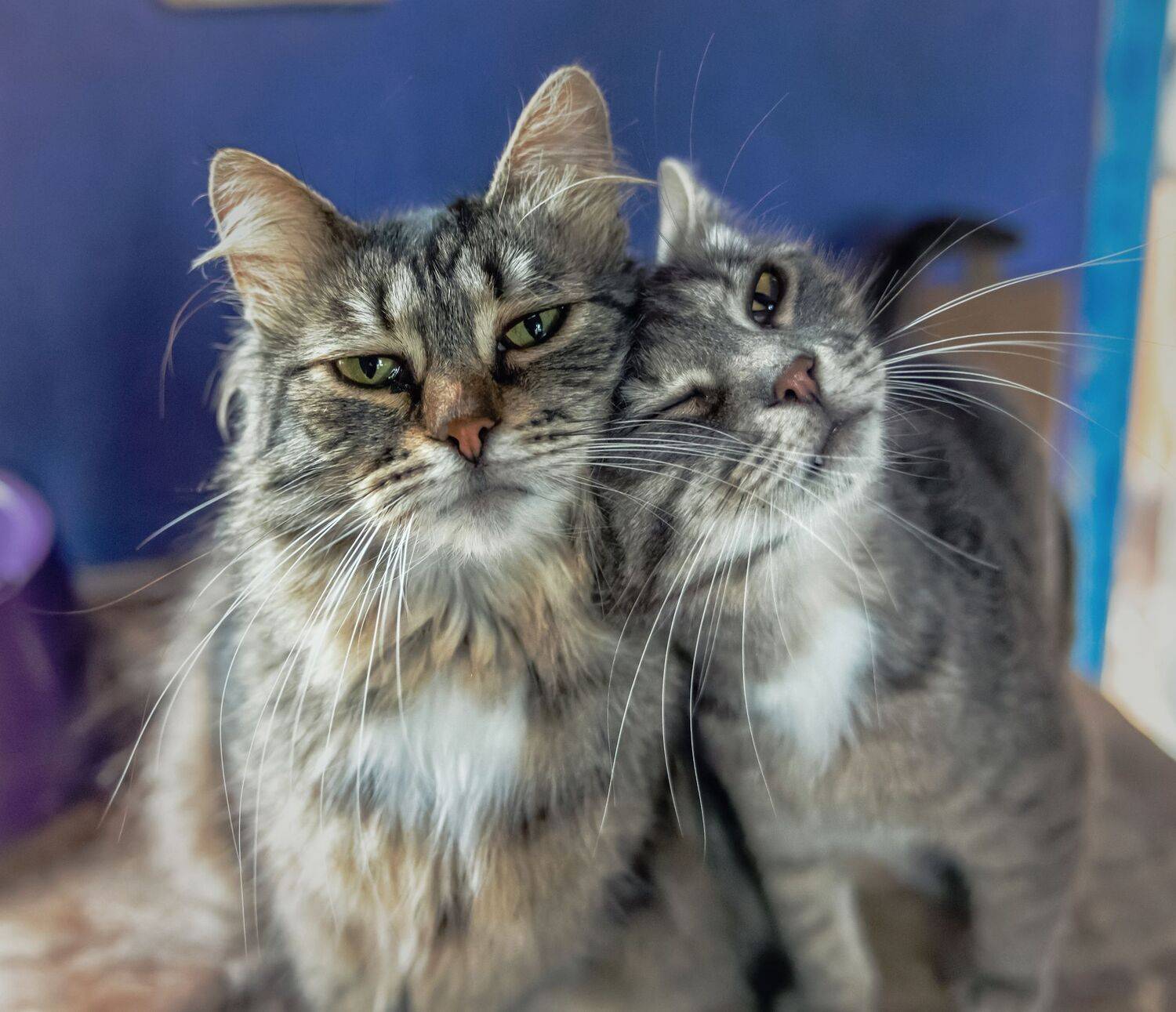 , Дэм Константин