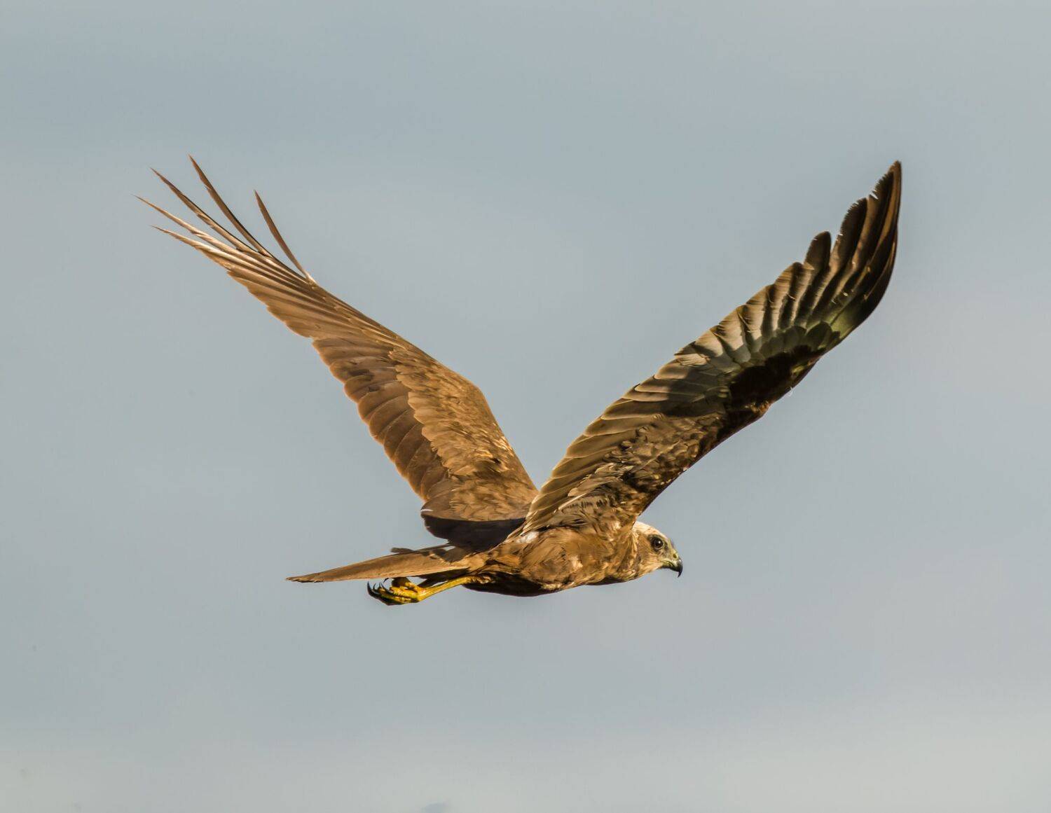 , Дэм Константин