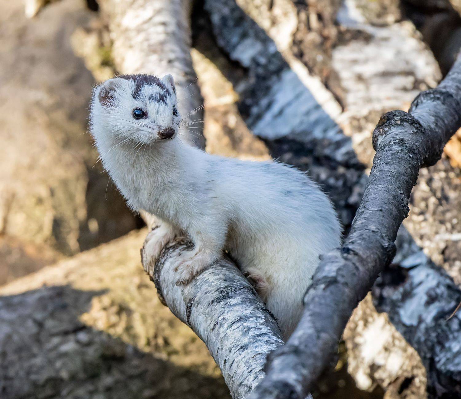 , Дэм Константин