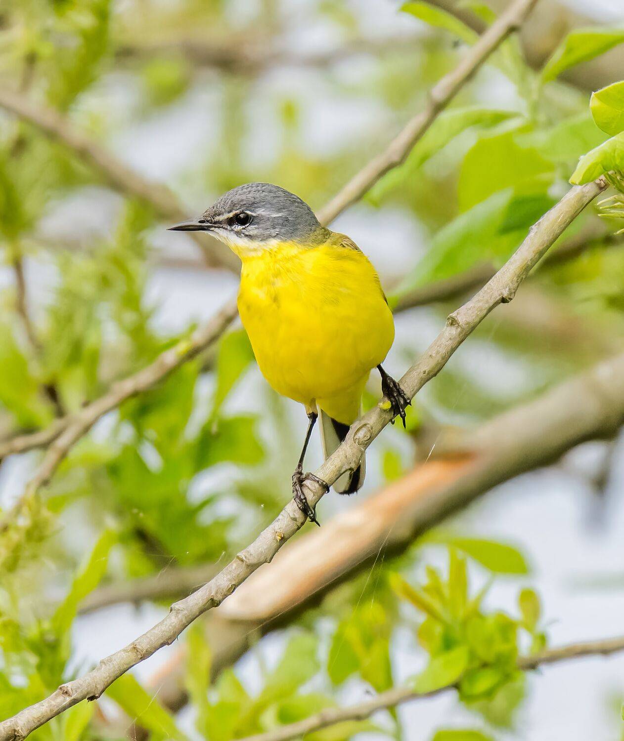 , Дэм Константин